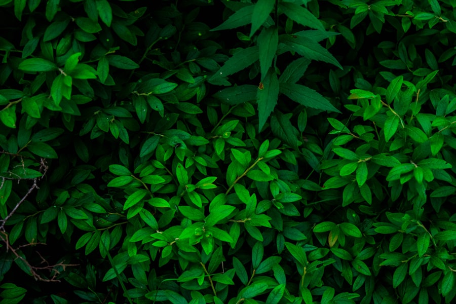 Green Hosting