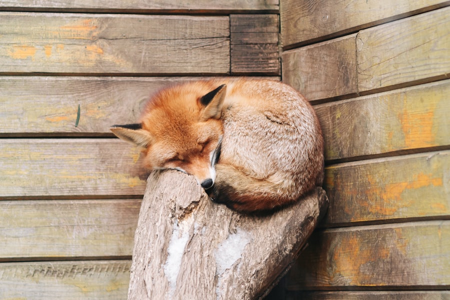 Photo Intentional Rest