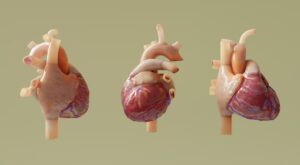 Photo Heart Rate Variability