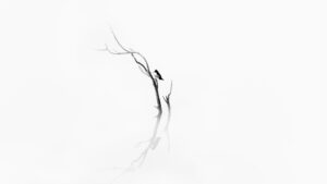 Photo Minimalism