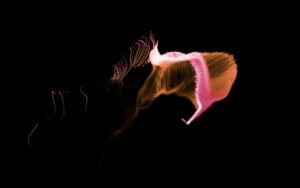 Photo Generative Art