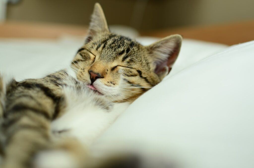 Strength and Vitality Journal: The Importance of Sleep Hygiene for Peak Performance