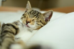 Photo Sleep Hygiene